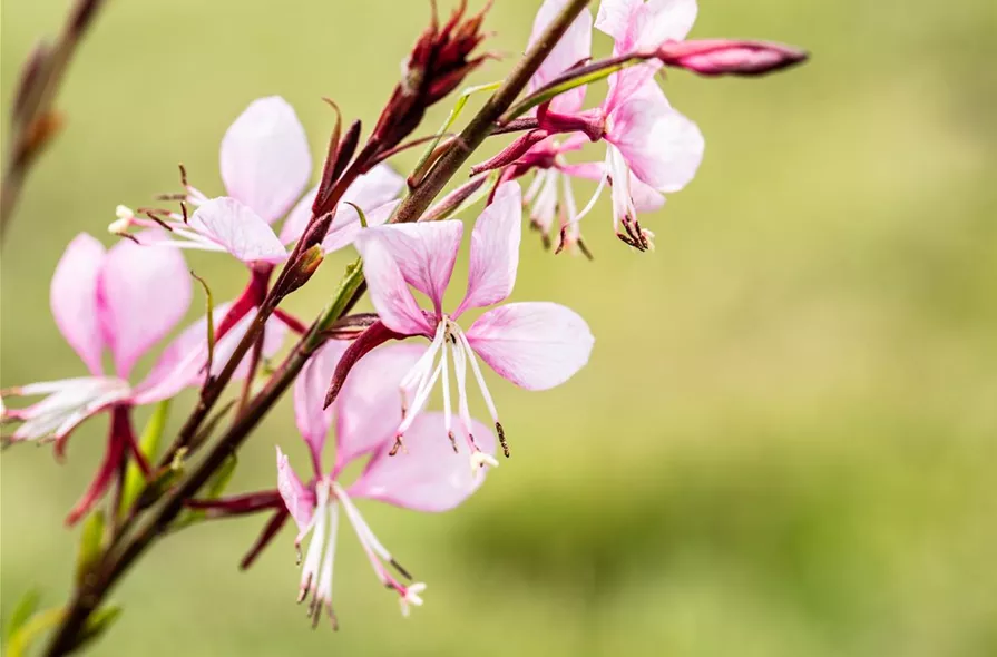 Gaura lindheimeri, rosa (GS639458.jpg)