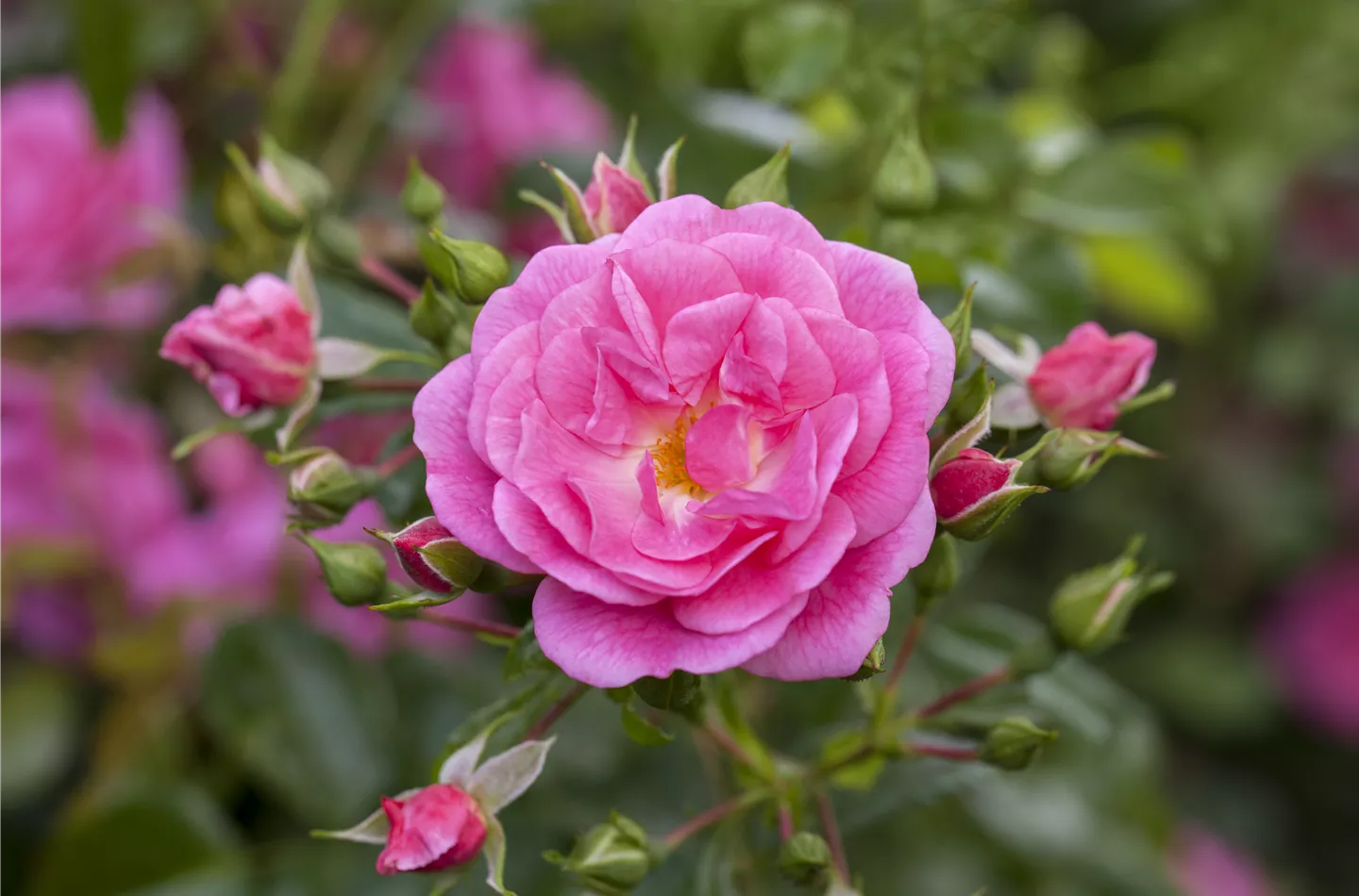 Mit Compo blüht der Garten auf