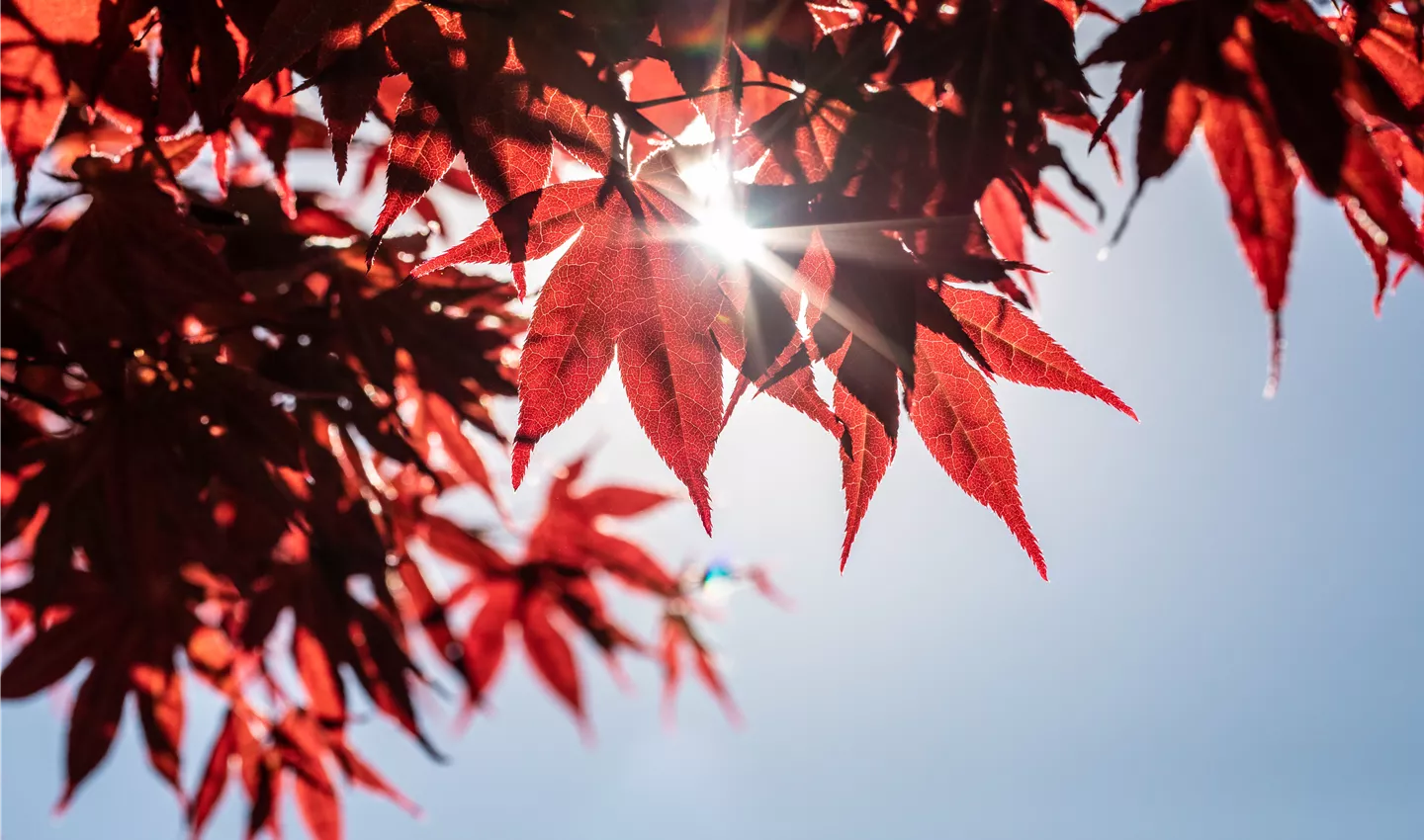 Der Indian Summer mit Laubgehölzen sorgt für gute Laune