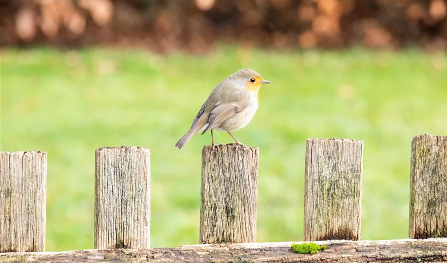 Gehölze als Vogelsnack liefern wichtige Nahrung