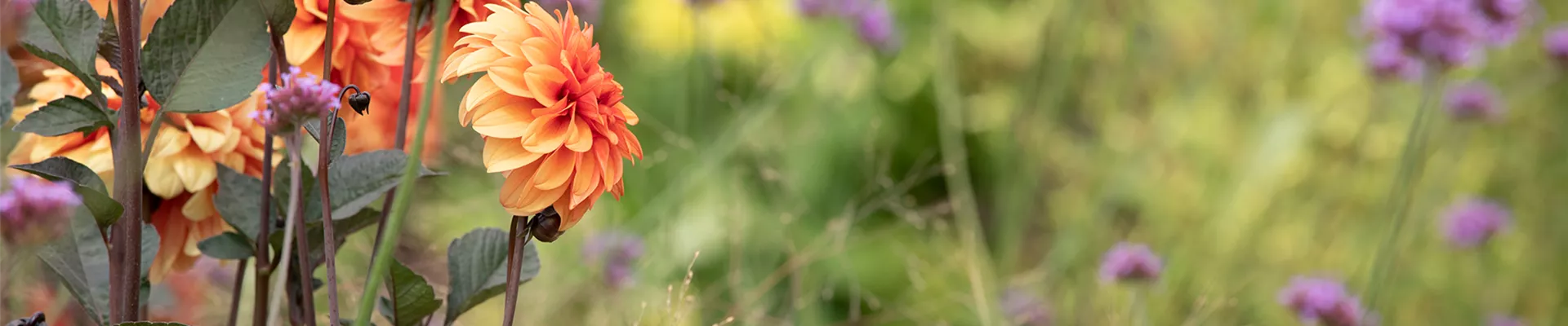 Titelbild_Herbstblumen_Shop-the-Look.jpg