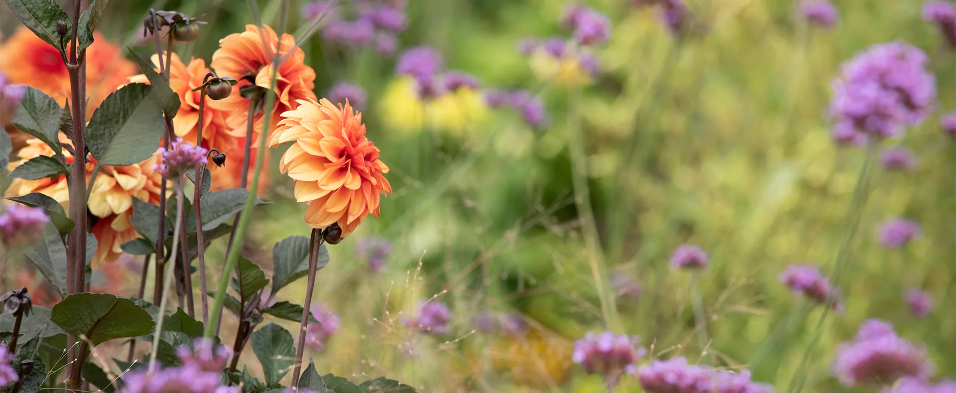 GSMW_ShopTheLook_Herbstblumen.jpg