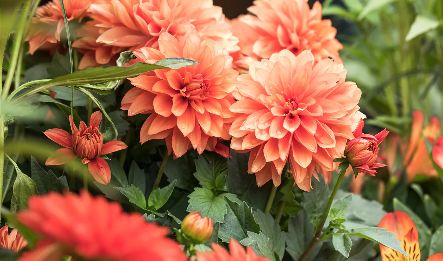 Dahlien sind blühfreudige Herbstblumen