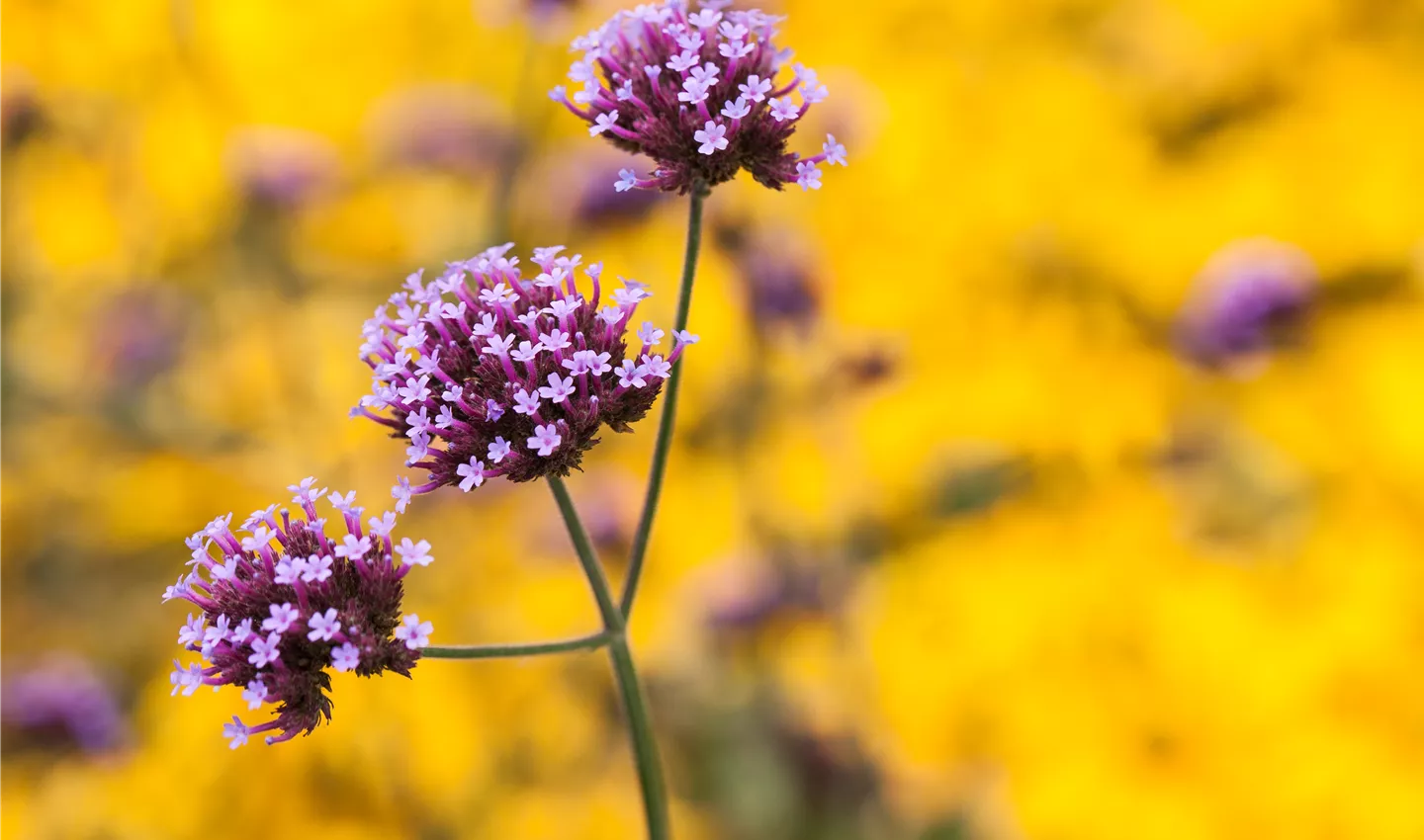 Eisenkraut darf bei Herbstblumen nicht fehlen