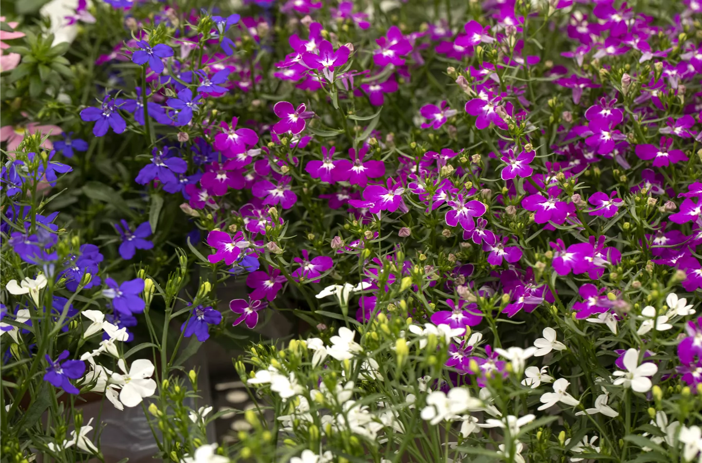 Lobelia 'Curaçao®' (GS625123.jpg)