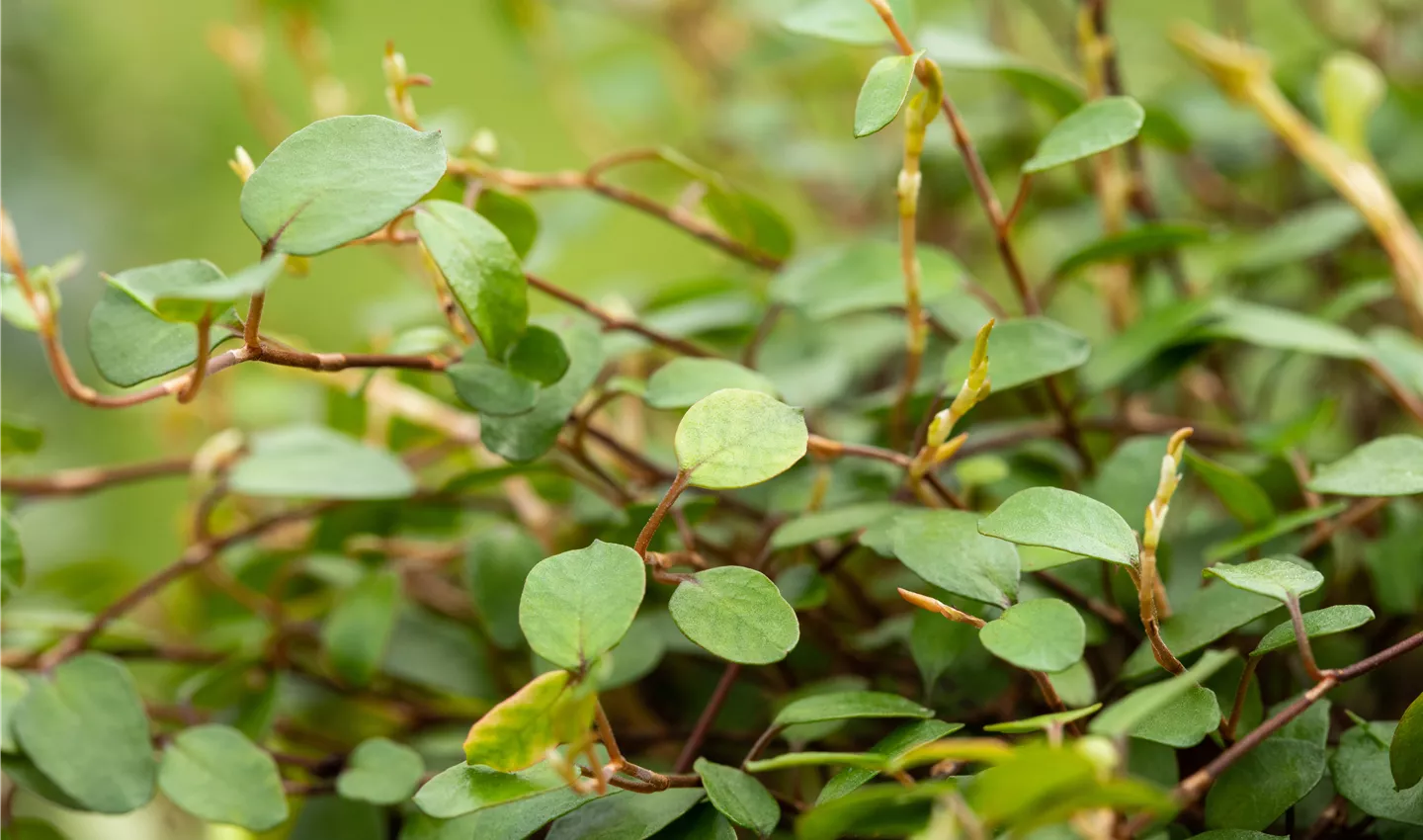 Mühlenbeckia gehört in jeden Balkonkasten im Herbst