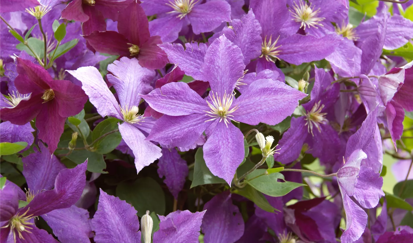 Clematis, violett (GS618941.jpg)