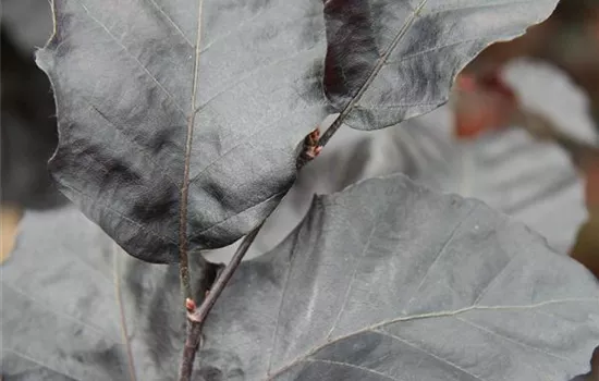 Fagus sylvatica 'Purpurea Nana'