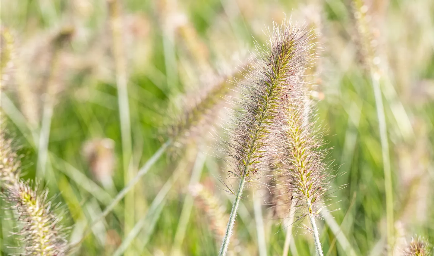 Pennisetum alopecuroides 'Hameln' (GS642869.jpg)