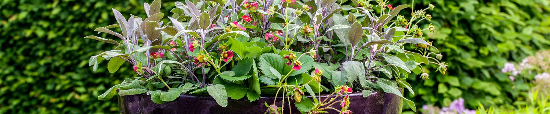 Titelbild_Beeren-und-Kräuter_Shop-the-Look.jpg