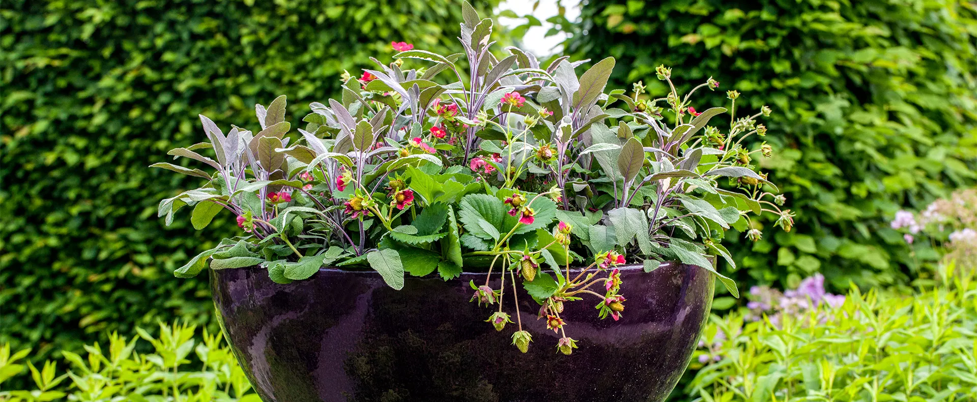 GSMW_ShopTheLook_Beeren-und-Kräuter.jpg