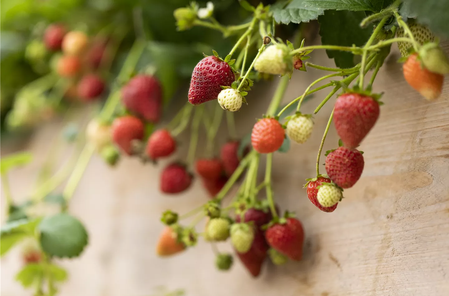 Beeren und Kräuter gemeinsam Pflanzen