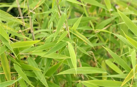 Bambus für ein asiatisches Flair im Garten