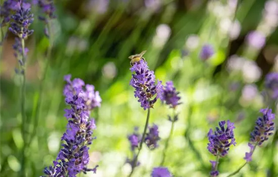 Mit Bienenpflanzen für den Balkon die Insekten unterstützen