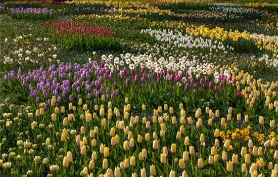 Blumenzwiebeln als Frühjahrsboten – eine farbenfrohe Zeit