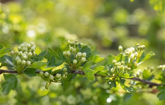 Warum jeder Gartenfreund sommergrüne Gehölze pflanzen sollte