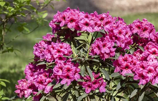 Rhododendron schneiden und pflegen – so gelingt es