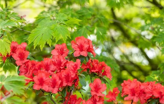 Gartengestaltung mit Rhododendron - Schönheit im Garten