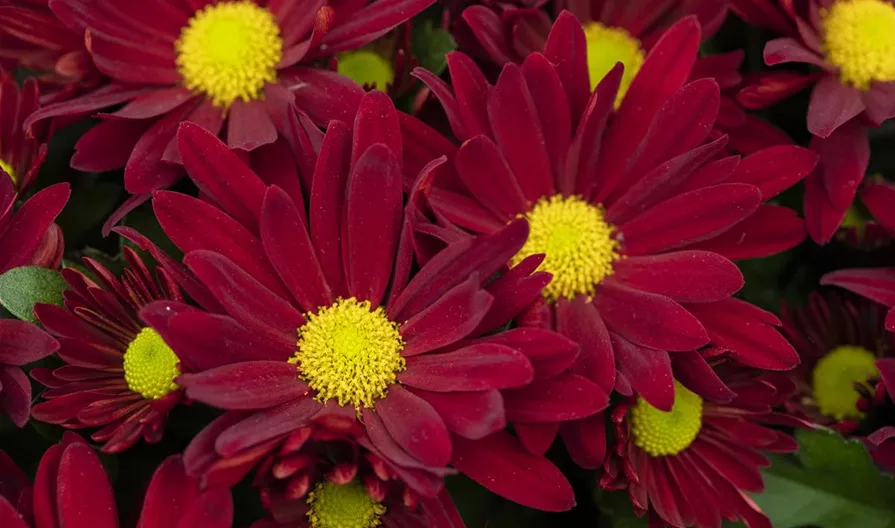 Chrysanthemum indicum 'Breeze'