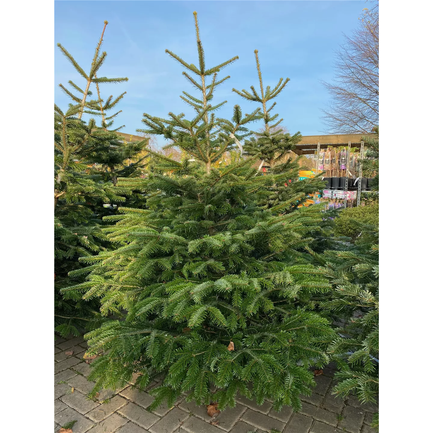 Weihnachtsbaum Nordmanntanne geschlagen