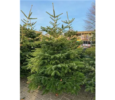 Weihnachtsbaum Nordmanntanne geschlagen