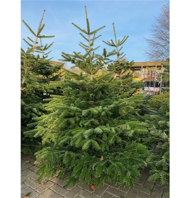 Weihnachtsbaum Nordmanntanne geschlagen