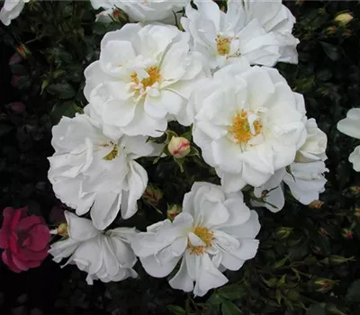 Rosa 'Diamant' -R- BDR