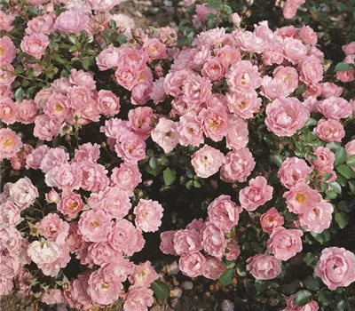 Rosa 'Sommerwind' -R- BDR