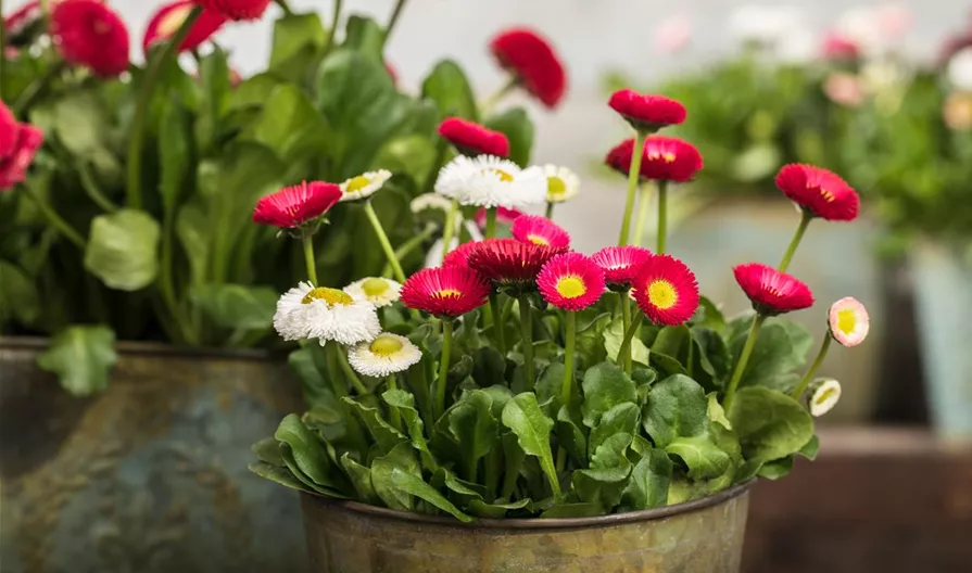 Bellis perennis