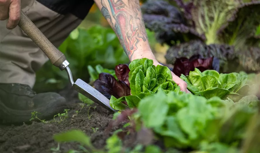 Gartengeräte - Salat ausstechen