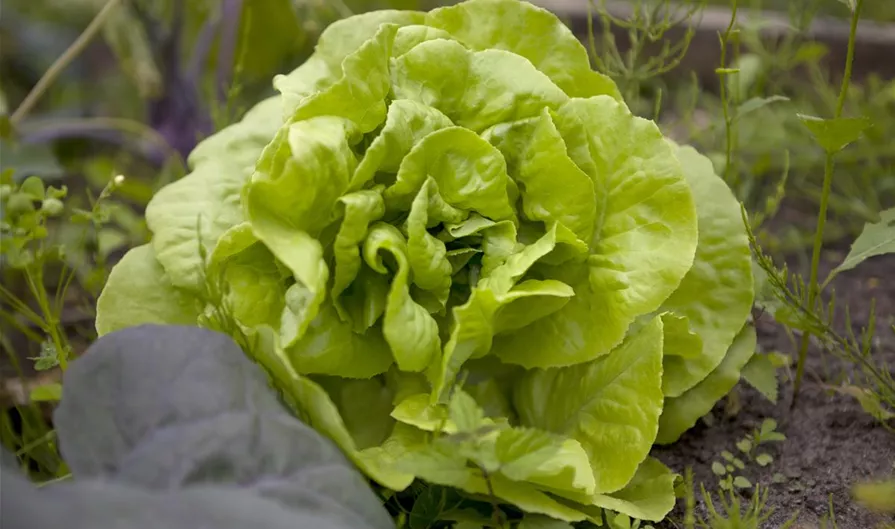 Lactuca sativa var. capitata