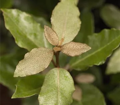 Elaeagnus ebbingei 'Compacta'