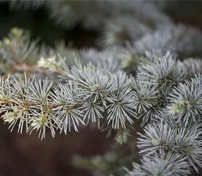 Cedrus atlantica