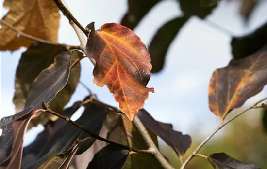 Parrotia persica 'Vanessa'