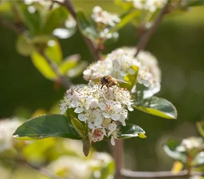 Aronia prunifolia 'Xagros Black'