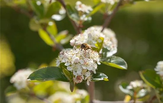 Aronia prunifolia 'Xagros Black'