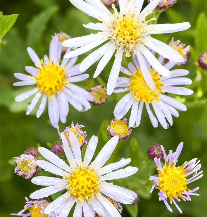 Wild-Aster