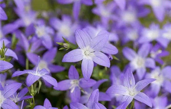 Campanula garganica