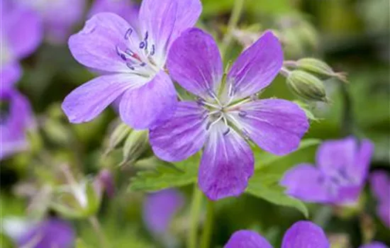 Geranium pratense 'Black'n White' -R-