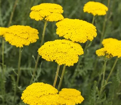 Achillea filipendulina 'Parker', gen.