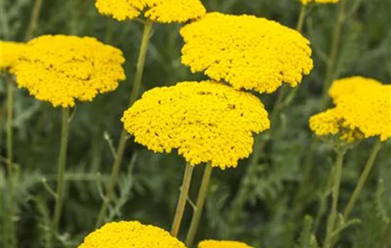 Achillea filipendulina 'Parker', gen.