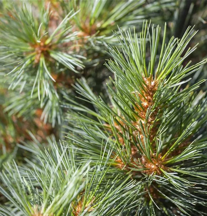 Pinus strobus 'Macopin'