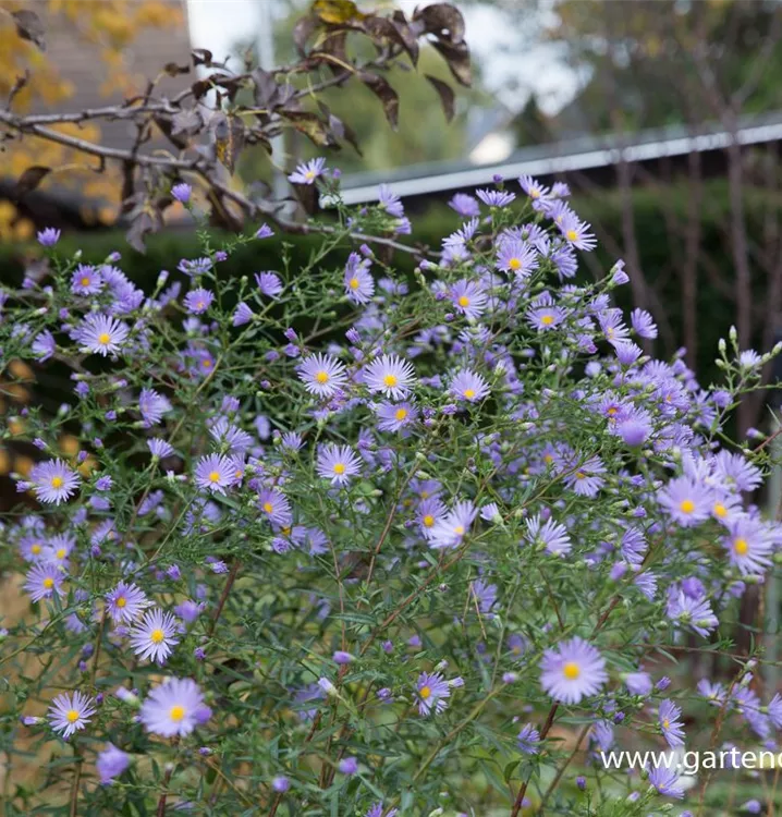 Aster laevis