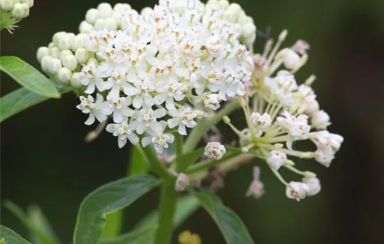 Garten-Seidenpflanze 'Ice Ballet'