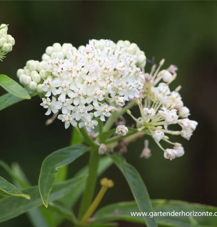 Asclepias incarnata 'Ice Ballet'