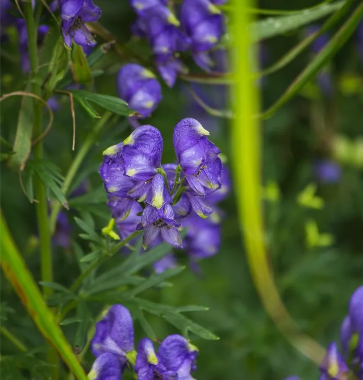 Aconitum x cammarum 'Blue Lagoon'