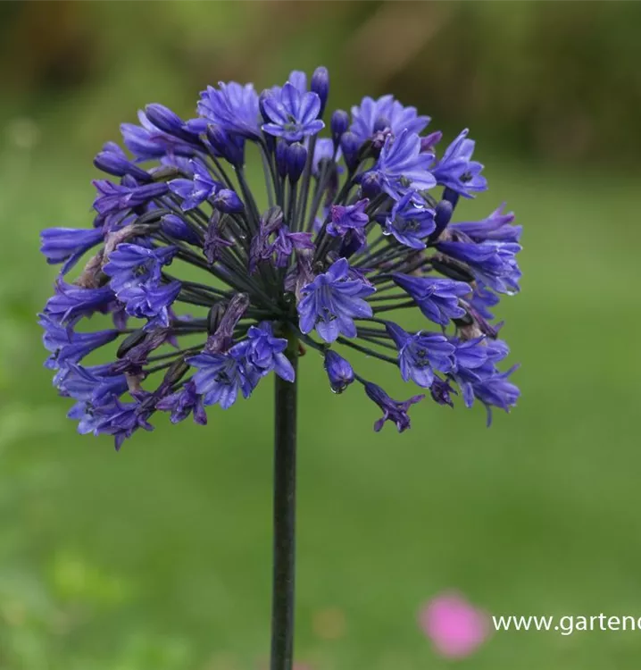 Agapanthus africanus 'Back in Black'