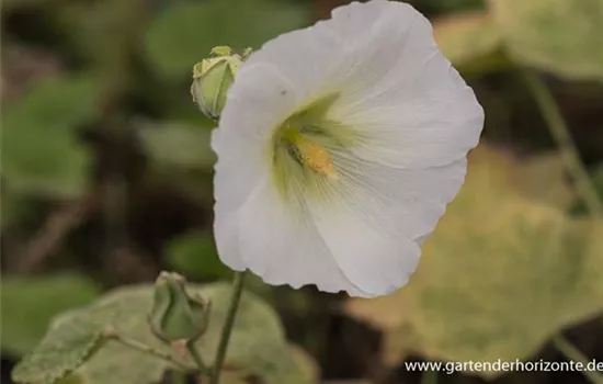 Garten-Stockrose 'Spotlight Polarstar'