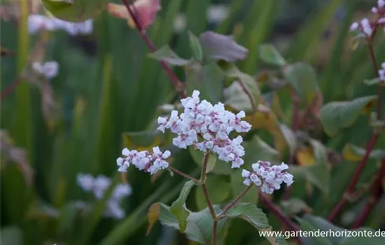 Garten-Glockenknöterich 'Southcomb White'