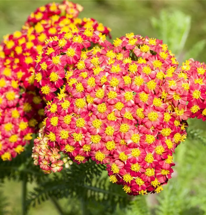 Achillea millefolium 'Feuerland'